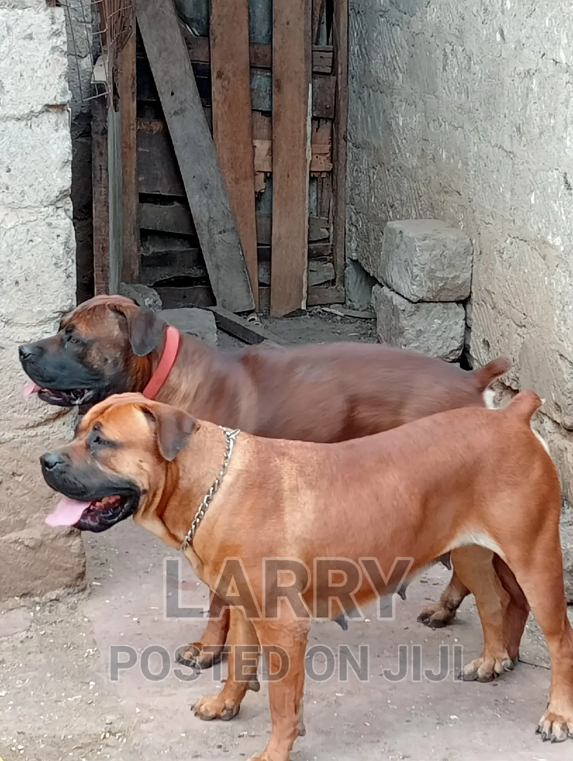 1+ year Female Purebred Boerboel
