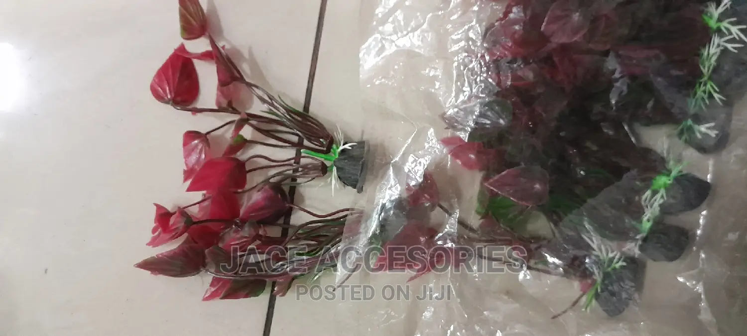 New Small Acquarium Plants