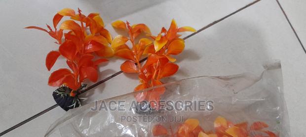 New Small Acquarium Plants