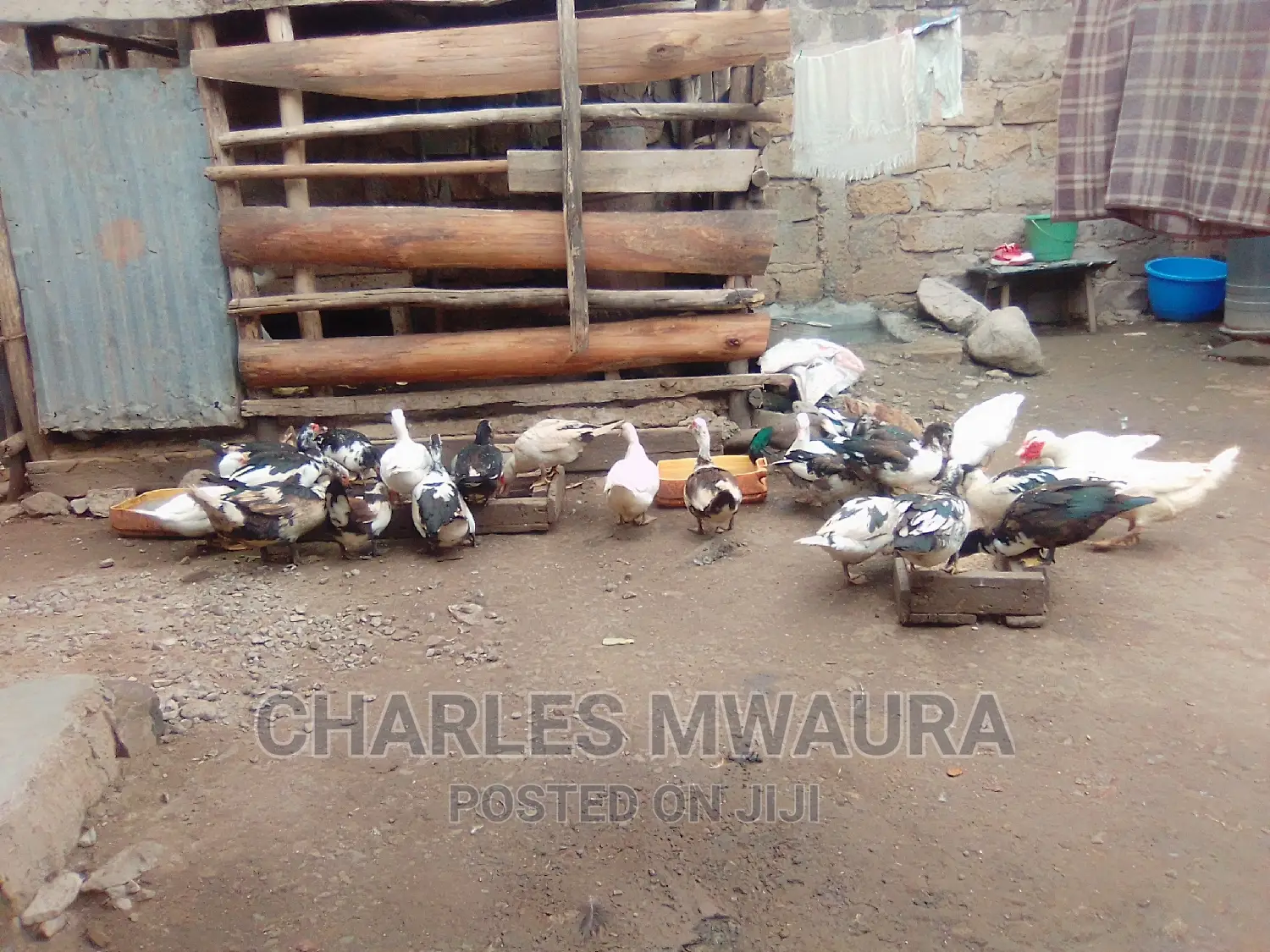 Muscovy Ducks