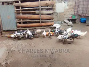 Muscovy Ducks