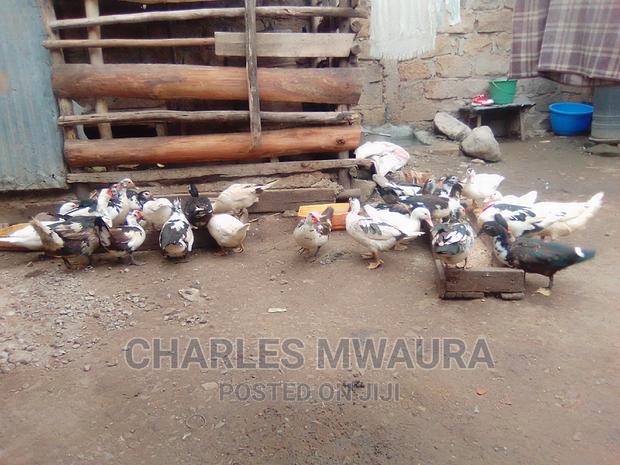 Muscovy Ducks - thumbnail 6