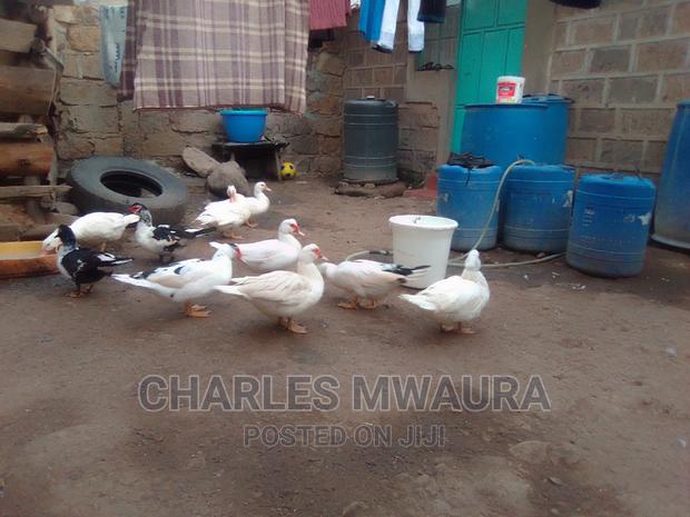 Muscovy Ducks - thumbnail 5