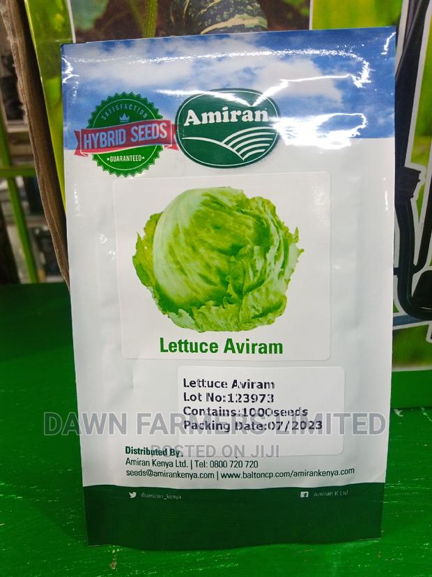 Lettuce Aviram 1000 Seeds Hybrid