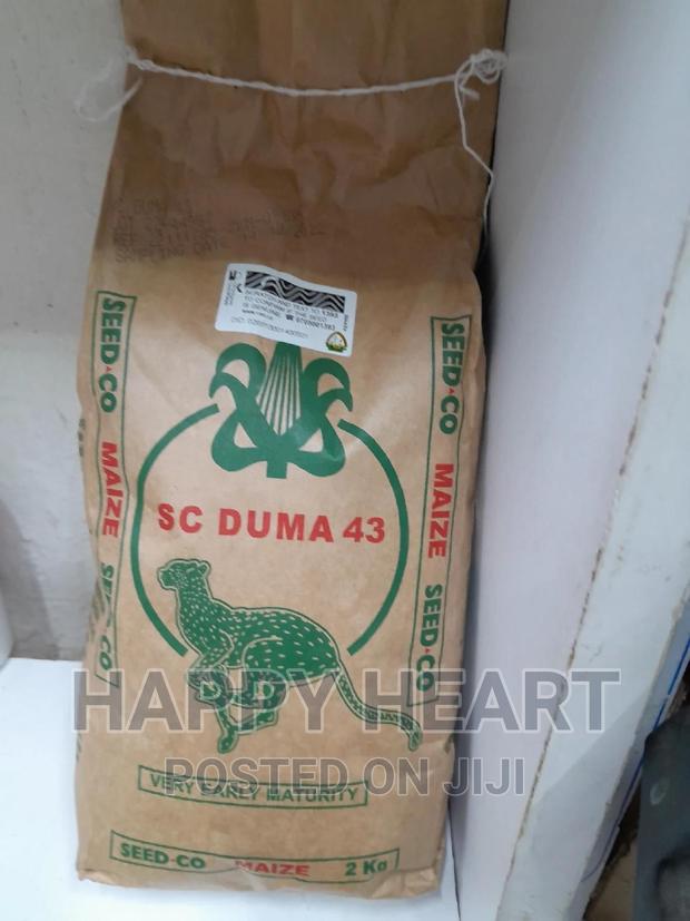 Duma 43 Hybrid Maize 2kg - thumbnail 2