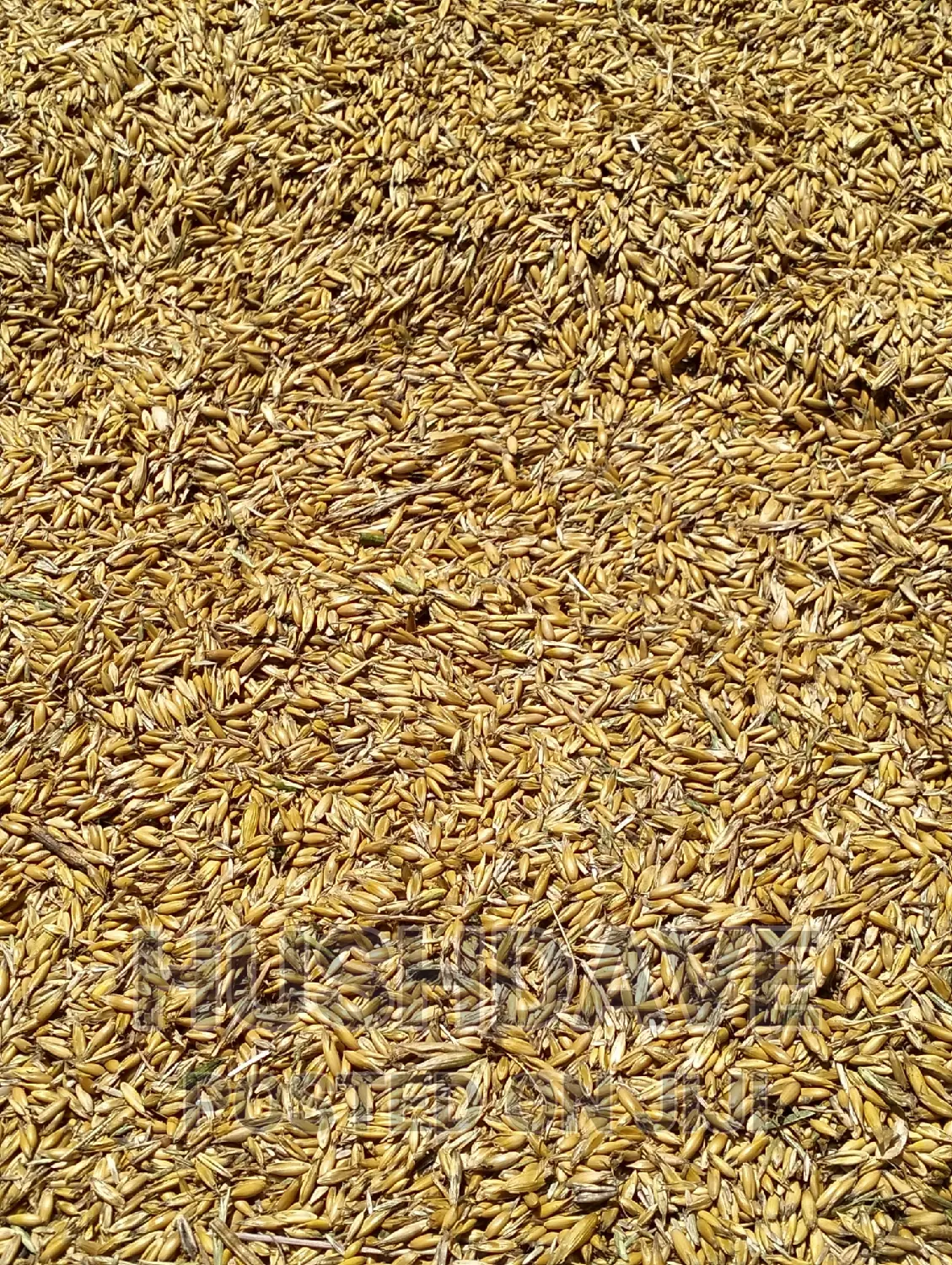 Seeds Boma Rhodes Seeds