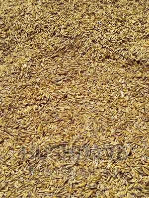 Seeds Boma Rhodes Seeds