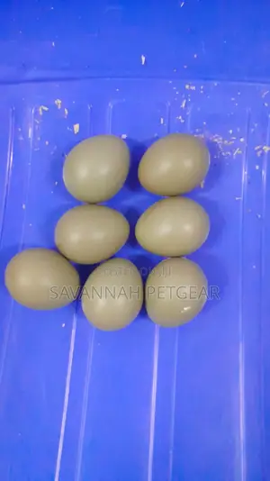 Pheasants and Pheasants Eggs for Sale