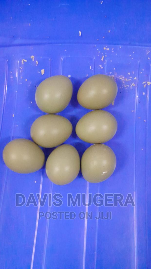 Pheasants and Pheasants Eggs for Sale - main view