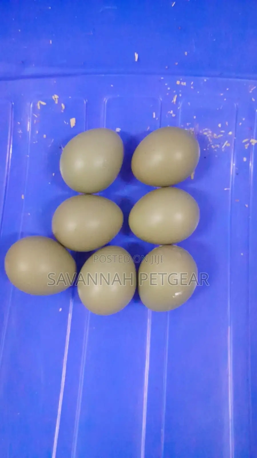Pheasants and Pheasants Eggs for Sale