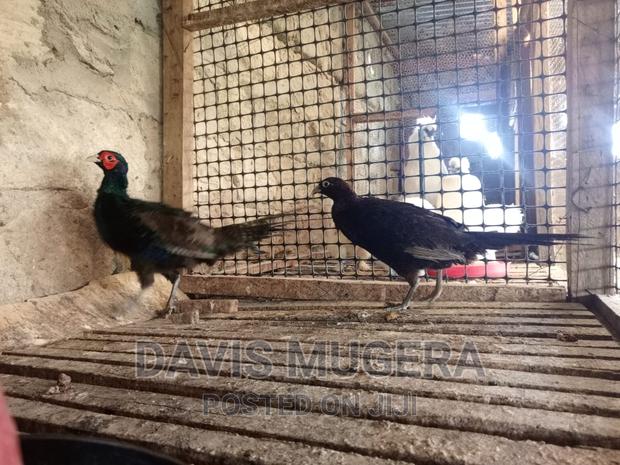 Pheasants and Pheasants Eggs for Sale - thumbnail 2