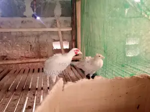 Pheasants and Pheasants Eggs for Sale