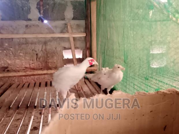 Pheasants and Pheasants Eggs for Sale - thumbnail 3