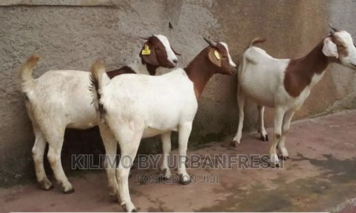 Boer Goats Available. Bucks Ewes From 8 Months.