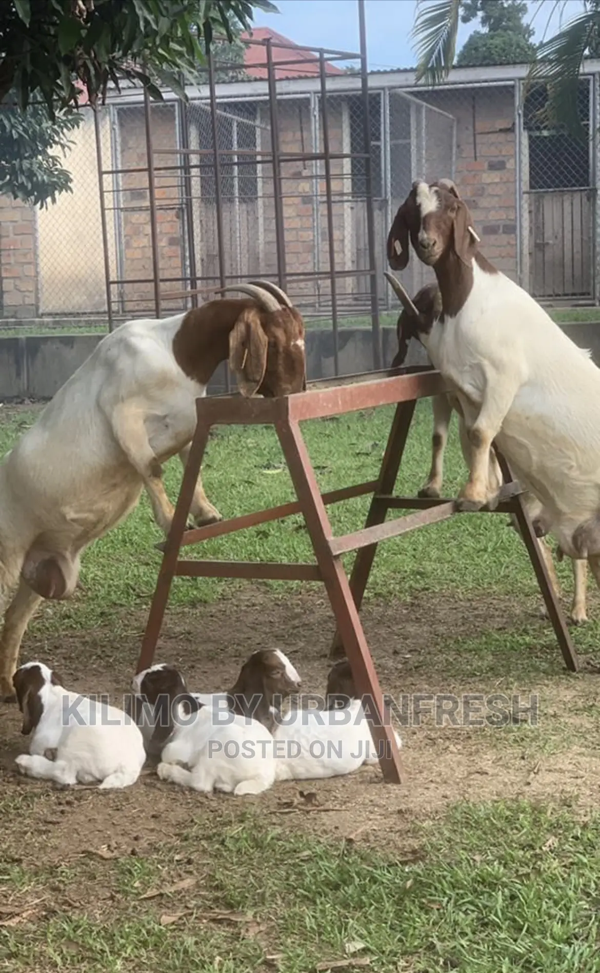 Boer Goats Available. Bucks Ewes From 8 Months.