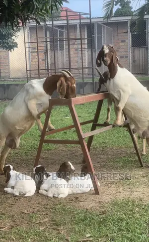 Boer Goats Available. Bucks Ewes From 8 Months.