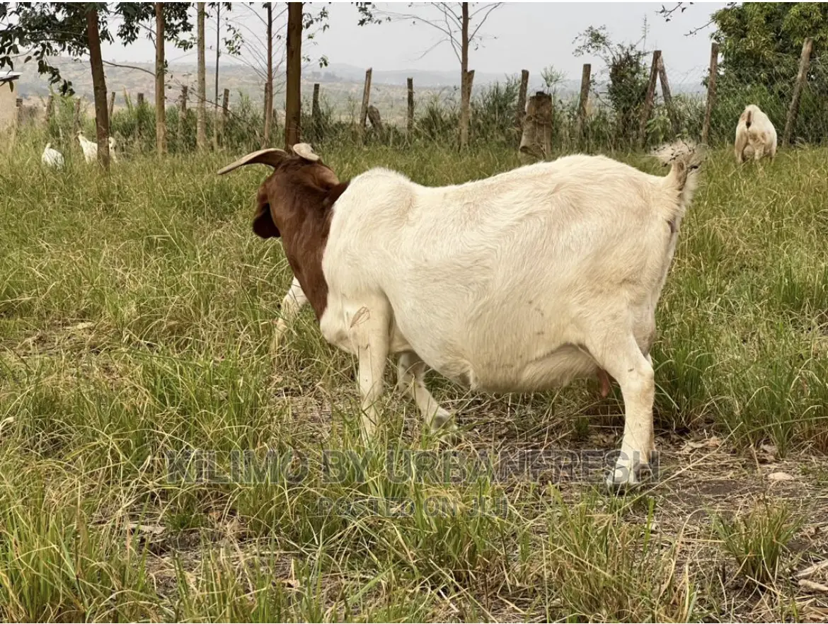 Boer Goats Available. Bucks Ewes From 8 Months.