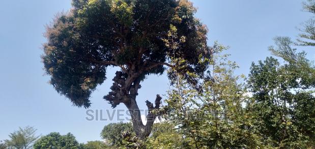 A Plot for Sale - thumbnail 5