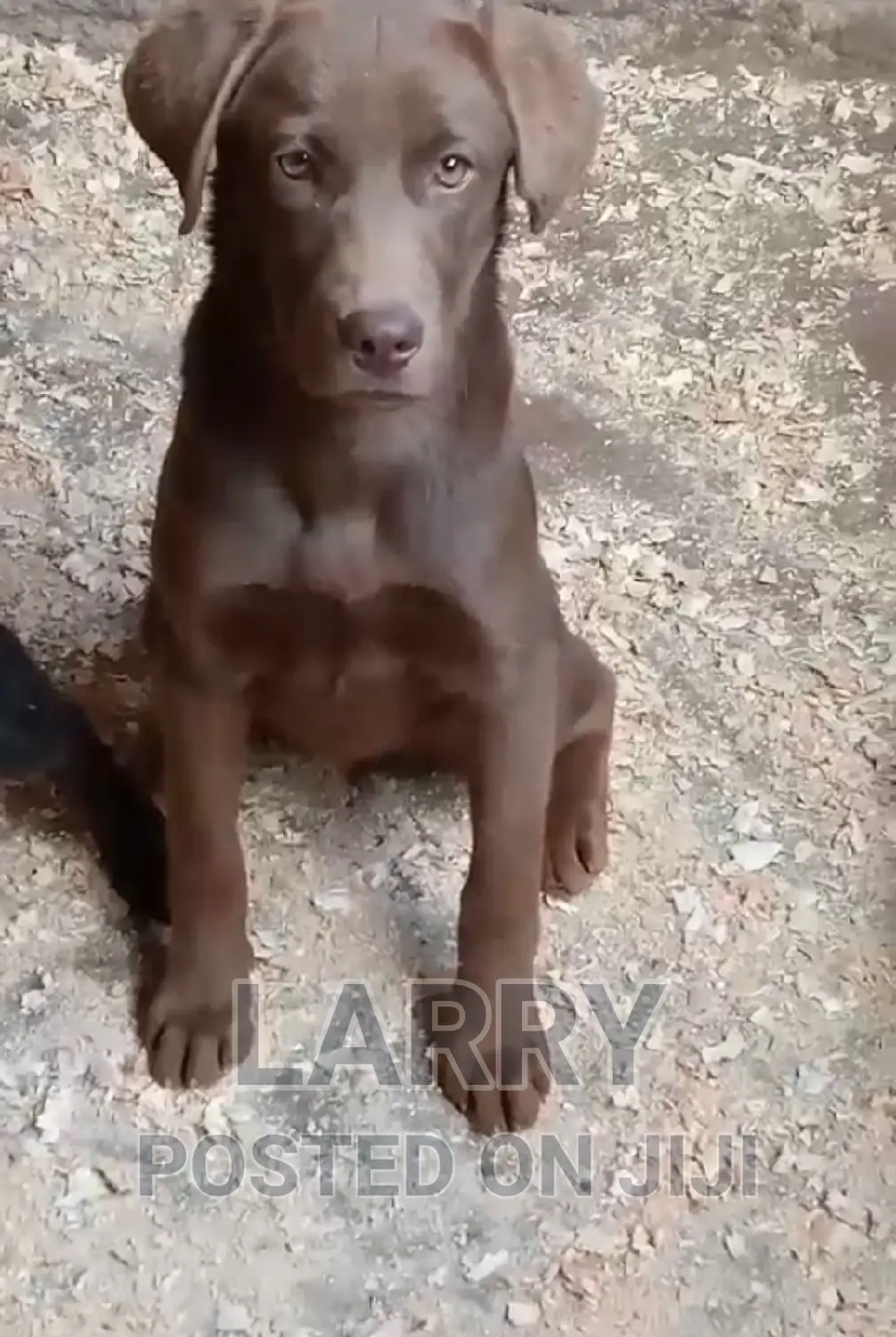 13 months Female Purebred Labrador Retriever in Karen Dogs & Puppies