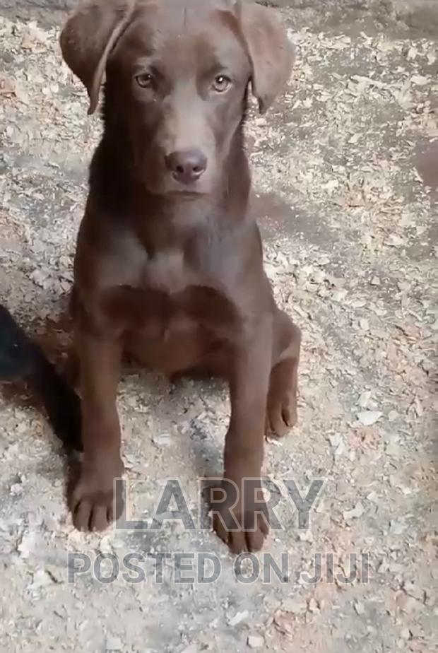 1-3 months Female Purebred Labrador Retriever