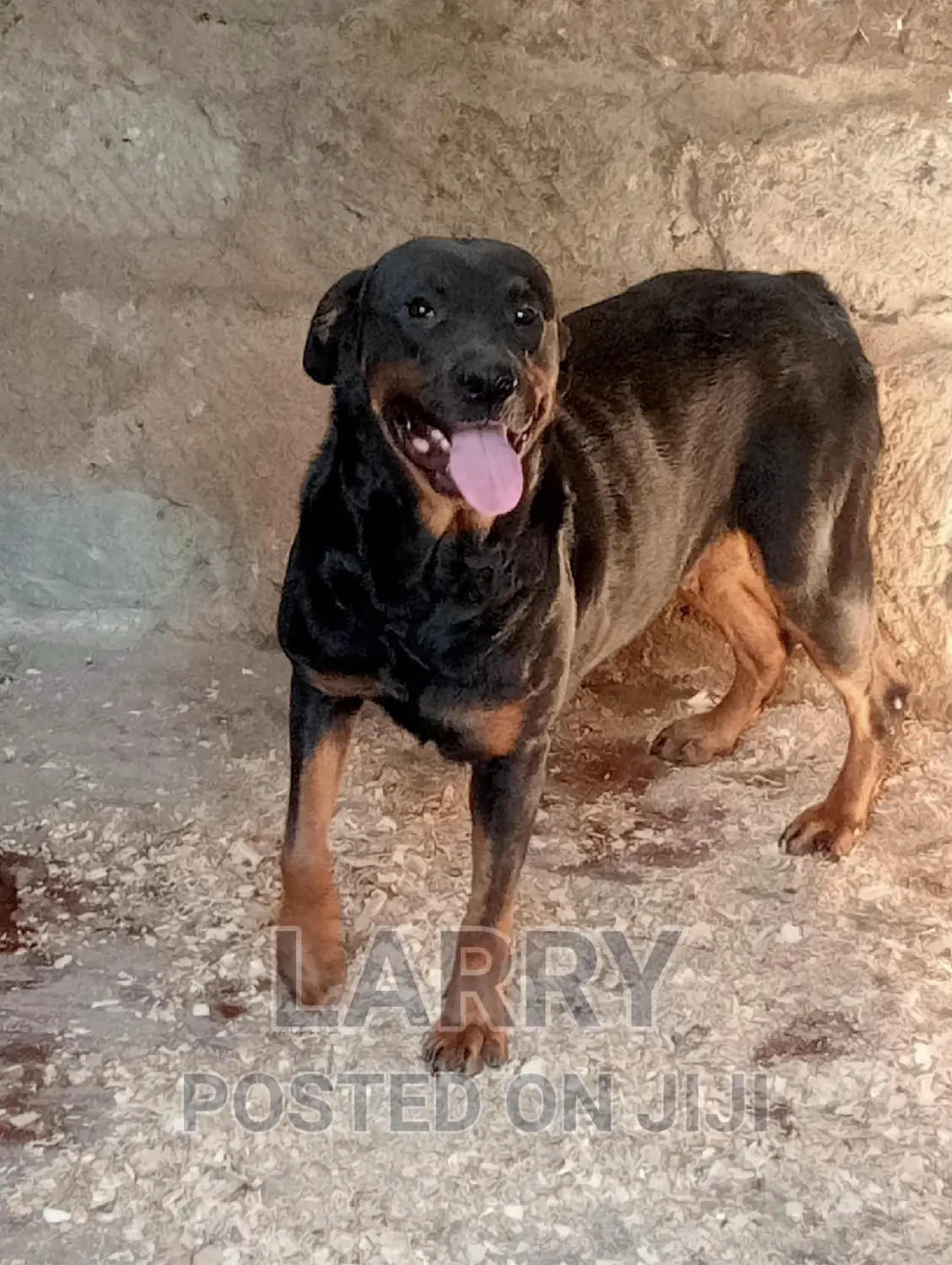 1+ year Female Purebred Rottweiler