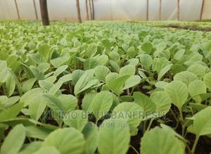 Cauliflower Vegetable Seedling Moq100 - thumbnail 2