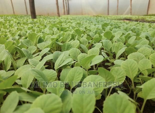 Cauliflower Vegetable Seedling Moq100 - main view