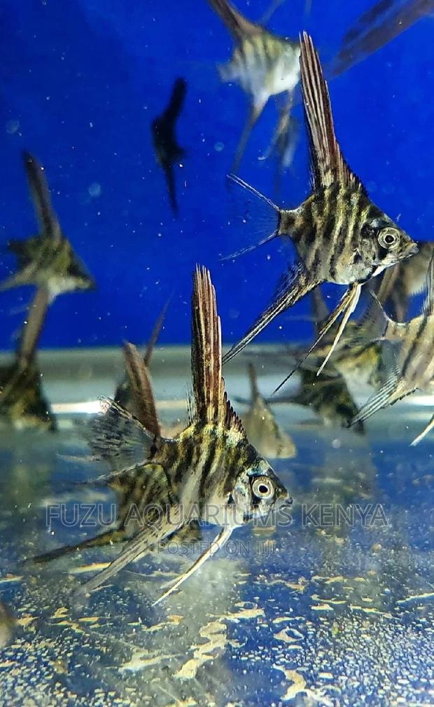 Small Angels Fish- Hardy
