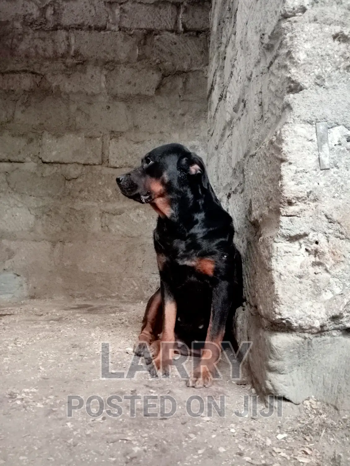 1+ year Female Purebred Rottweiler