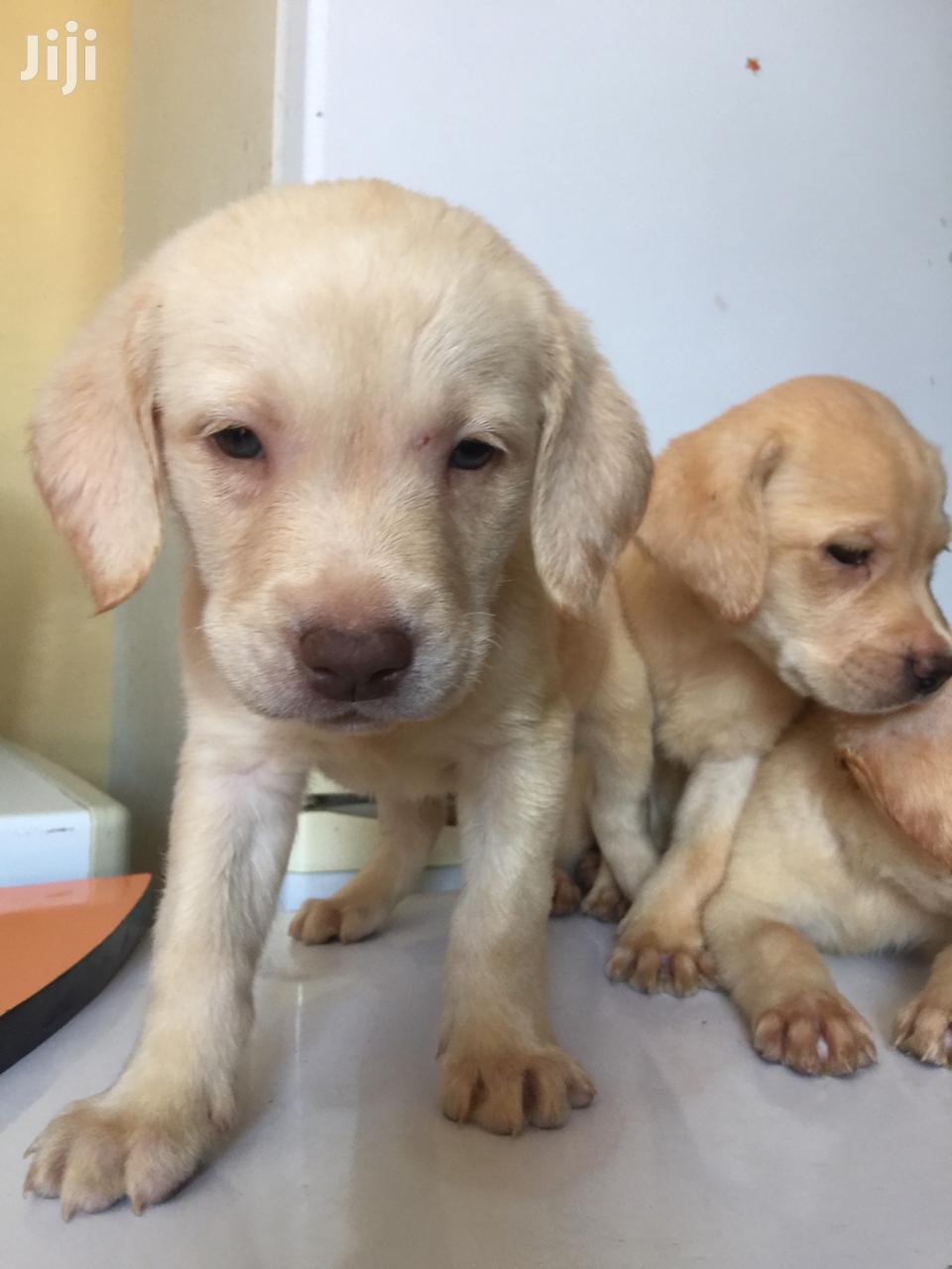 Baby Female Purebred Labrador Retriever In Parklands Highridge Dogs Puppies Dann Jiji Co Ke