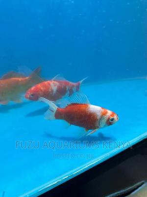 Big Goldfish - thumbnail 2