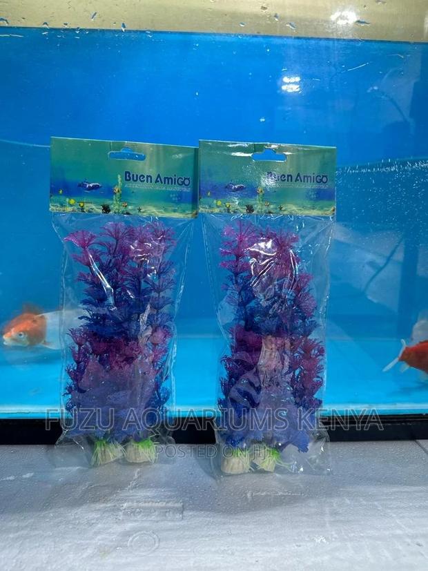 Aquarium Plants Purple
