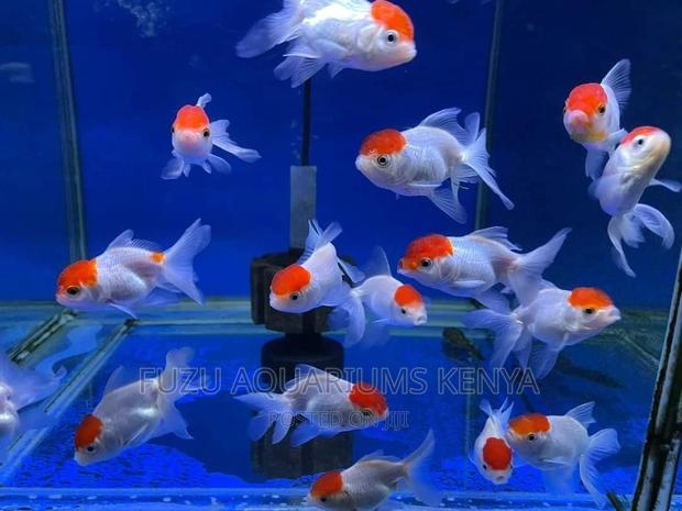 Beautiful Oranda Goldfish - main view