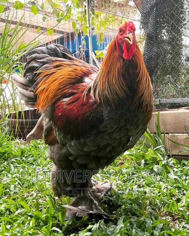Ornamental, Exotic, Unique Poultry - main view
