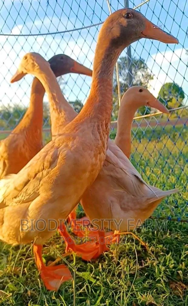 Ornamental, Exotic, Unique Poultry - thumbnail 3