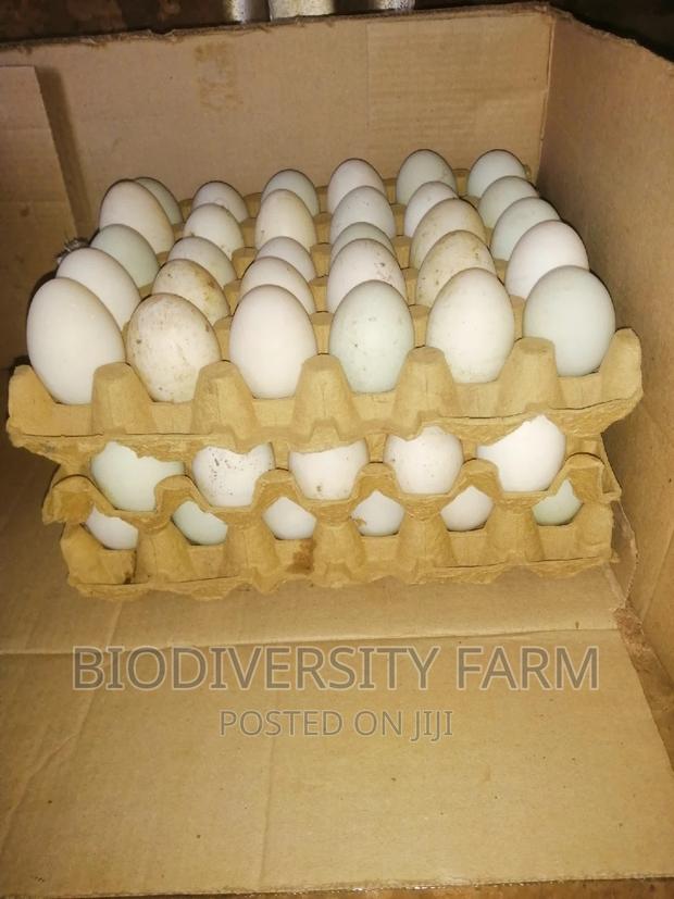 Ornamental, Exotic, Unique Poultry - thumbnail 2