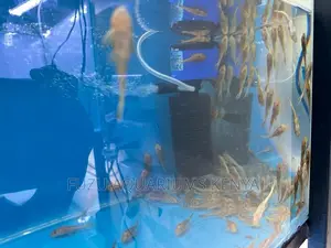 Sucker Fish Pleco
