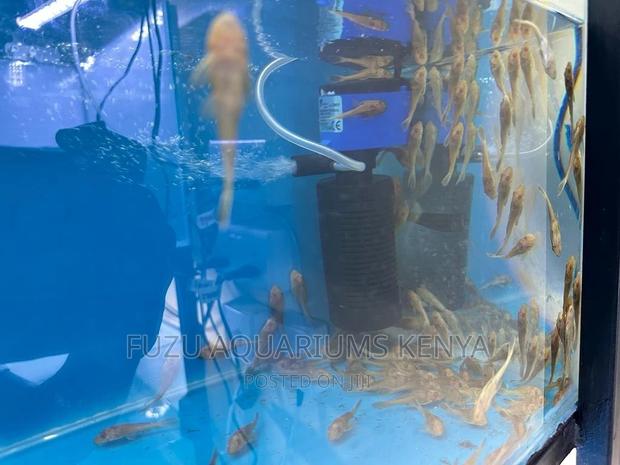 Sucker Fish Pleco