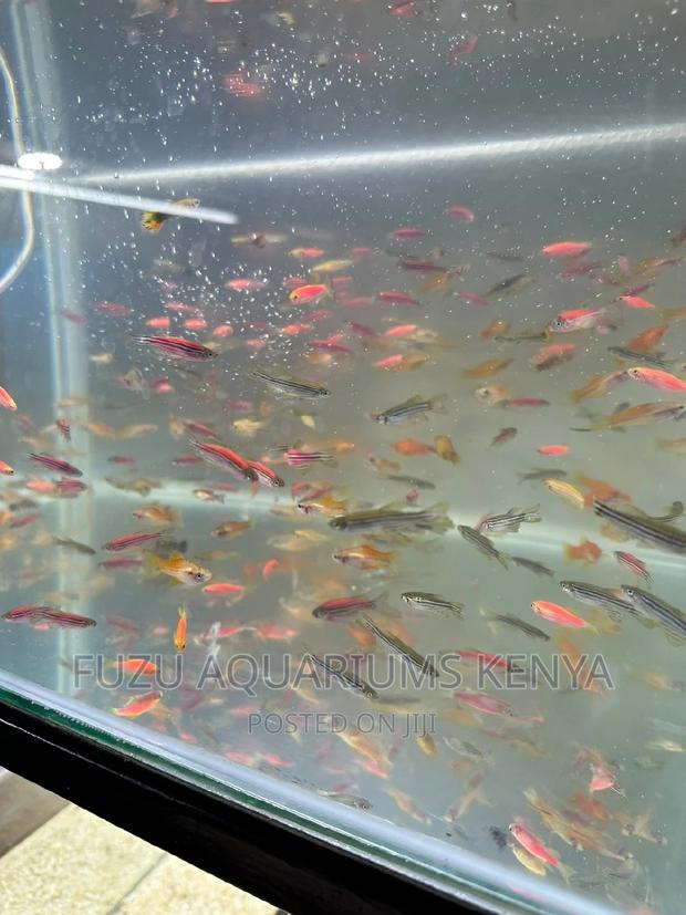 Fish - Luminous Pick Danios