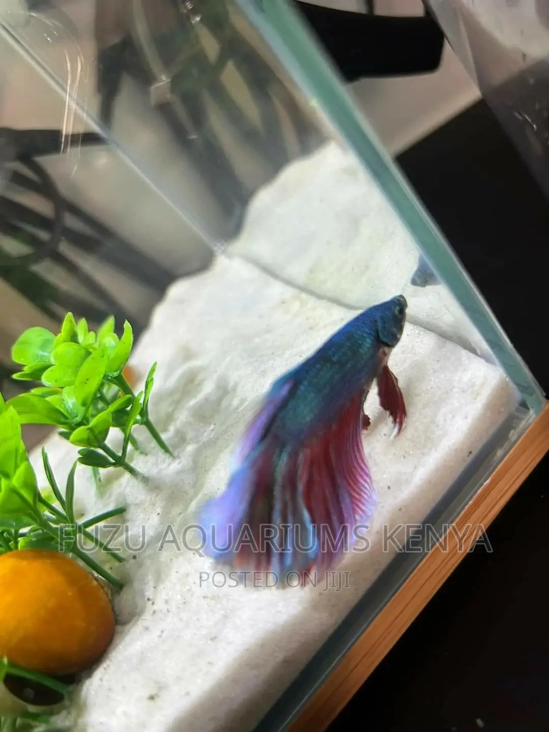 Male Betta