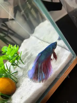 Male Betta