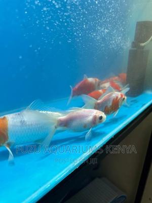 5 Inch Goldfish - thumbnail 2