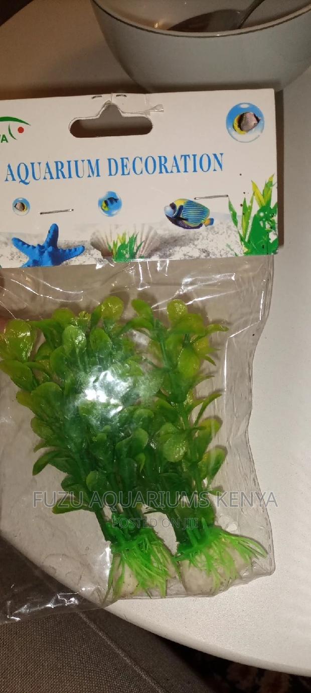 Aquarium Small Plants