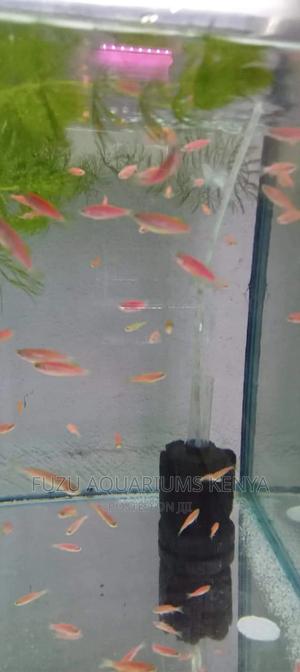 Mature Pink Danios - thumbnail 2