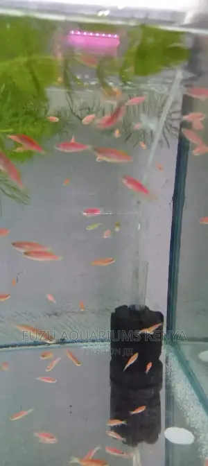Mature Pink Danios