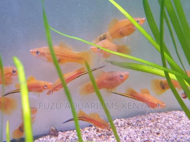 Fish Male and Female Swordtails