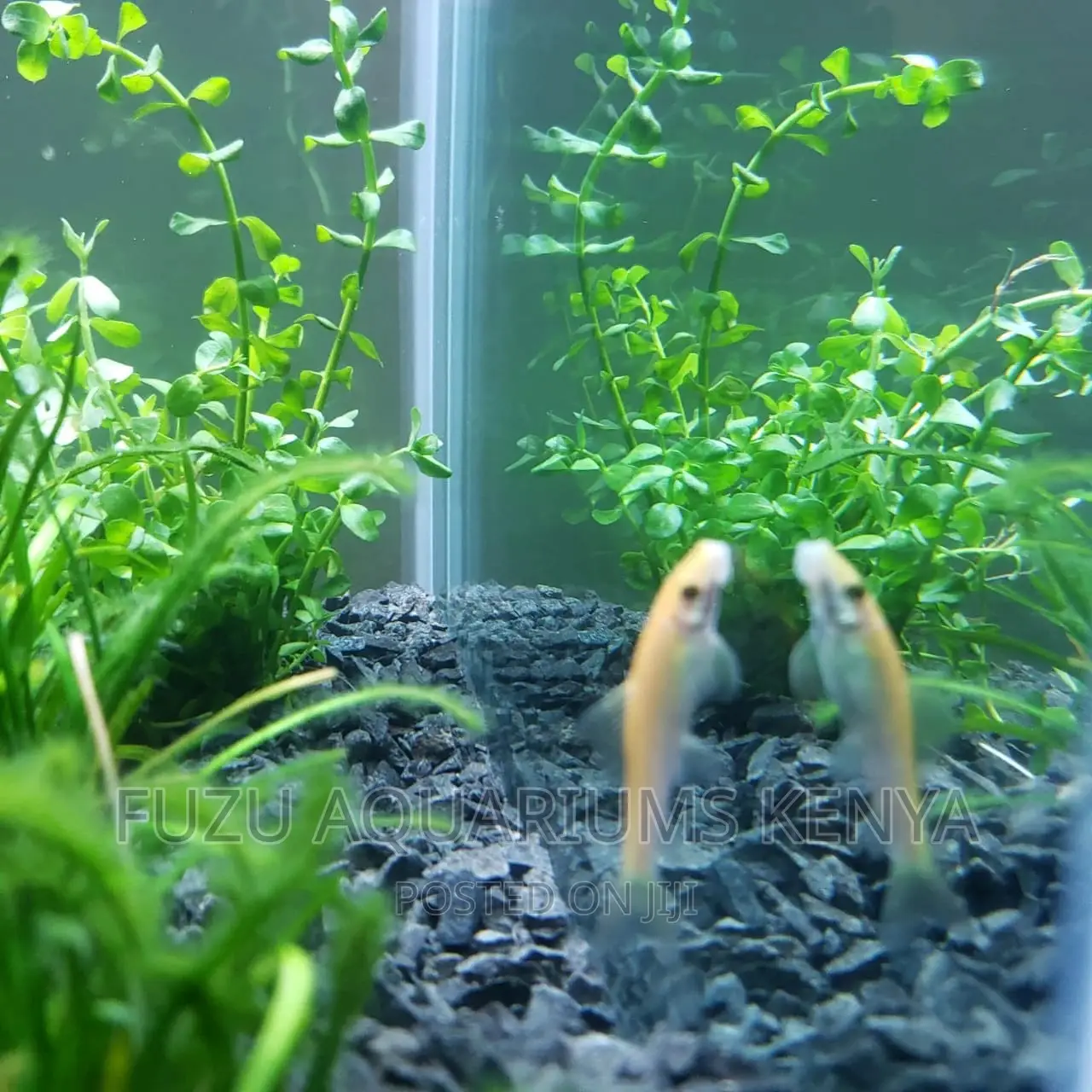 Aquarium Black Gravel