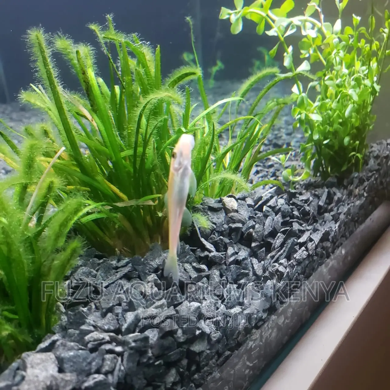Aquarium Black Gravel