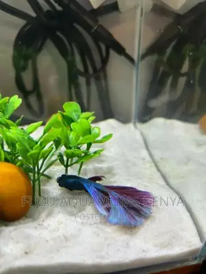 Sand - Aquarium White Sand