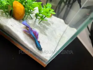 Sand - Aquarium White Sand